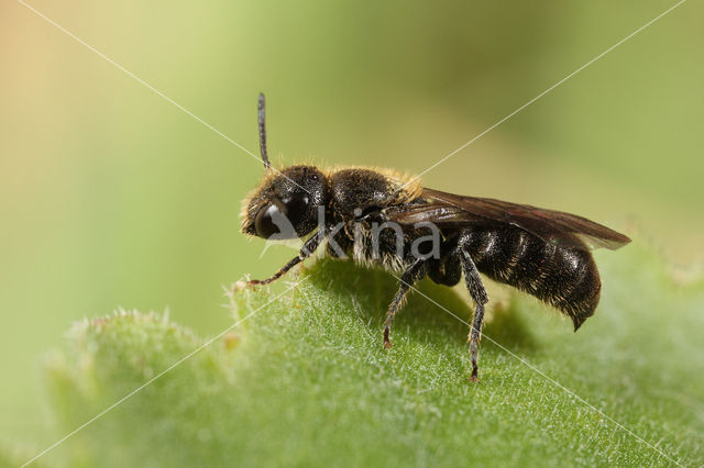 Kleine klokjesbij (Chelostoma campanularum)