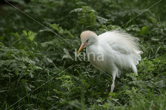 Koereiger (Bubulcus ibis)