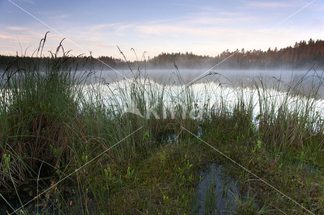 Krasny Bor