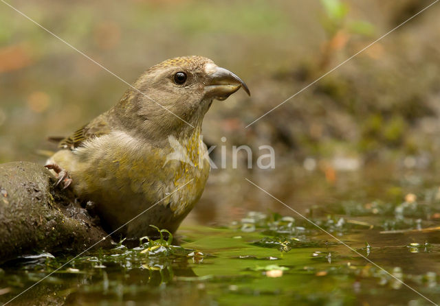 Red Crossbill (Loxia curvirostra)