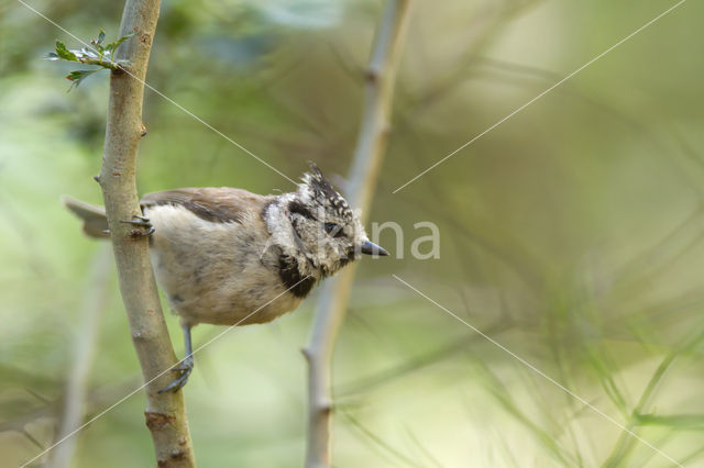 Kuifmees (Parus cristatus)