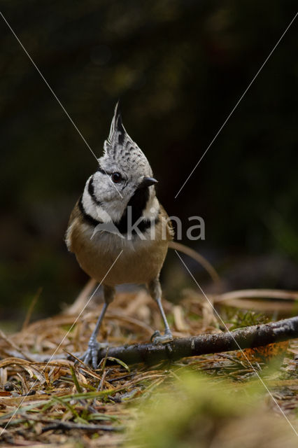 Kuifmees (Parus cristatus)