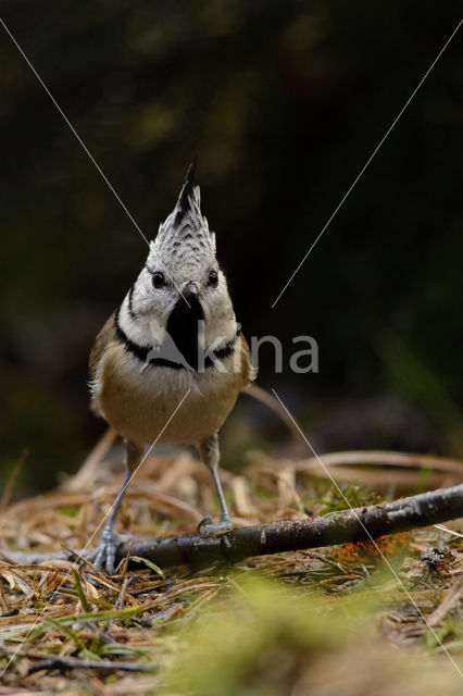 Kuifmees (Parus cristatus)