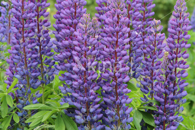 Lupine (Lupinus spec.)