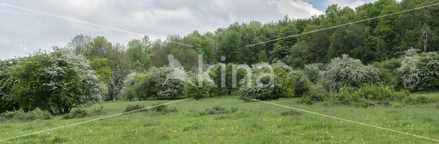 Hawthorn (Crataegus)