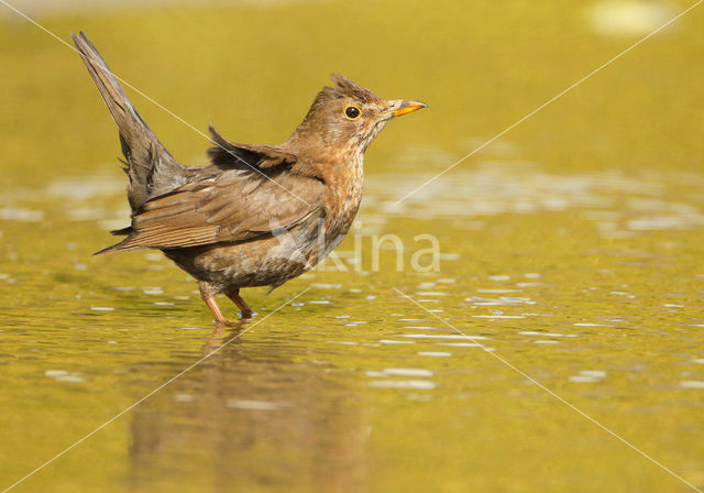 Merel (Turdus merula)