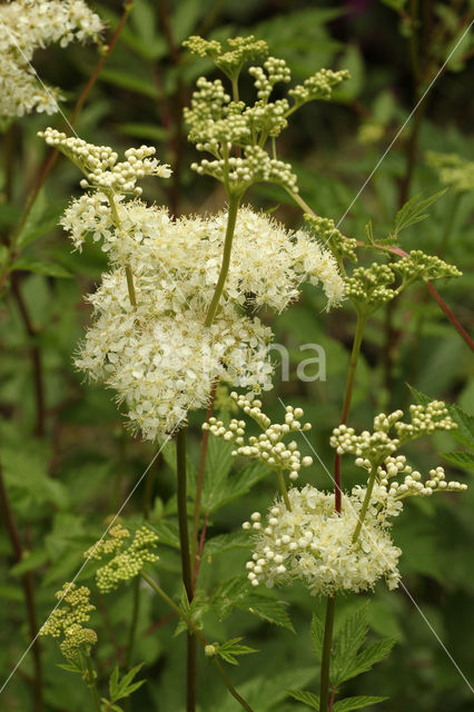 Meadowsweet (Filipendula ulmaria)