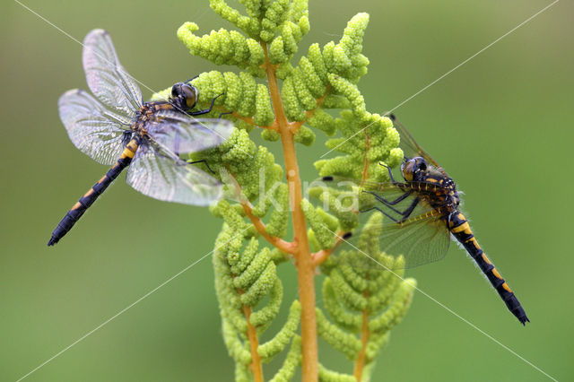 Noordse witsnuitlibel (Leucorrhinia rubicunda)