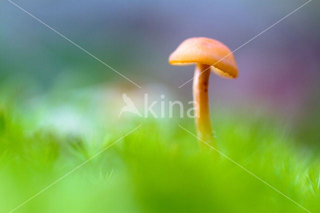 Oranjegeel trechtertje (Rickenella fibula)