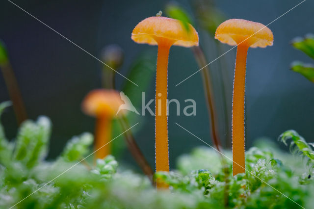 Oranjegeel trechtertje (Rickenella fibula)