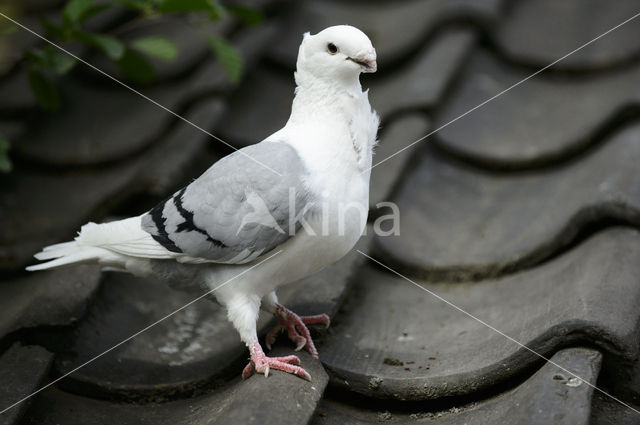 Oud Hollandse Meeuwduif (Columba spec.)