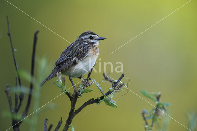 Paapje (Saxicola rubetra)