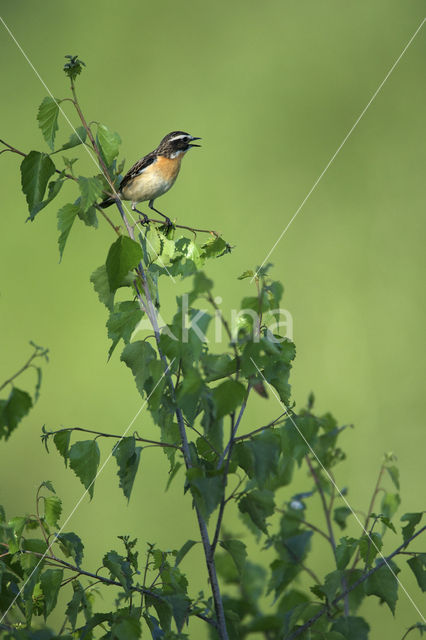 Paapje (Saxicola rubetra)