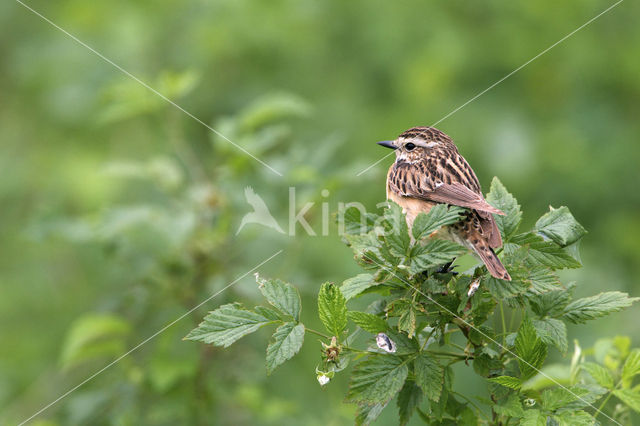 Paapje (Saxicola rubetra)