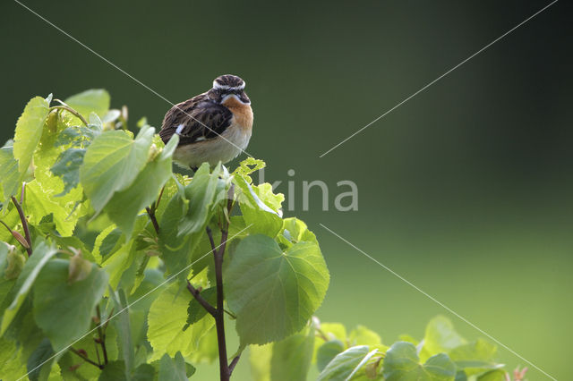 Paapje (Saxicola rubetra)