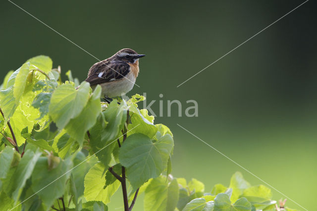 Whinchat (Saxicola rubetra)