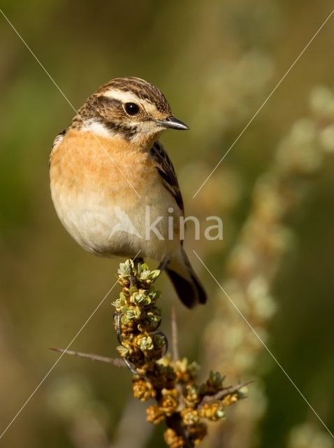 Whinchat (Saxicola rubetra)