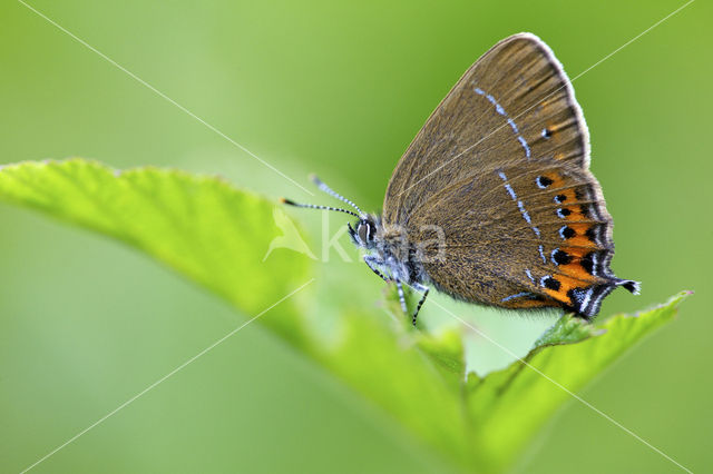 Pruimenpage (Satyrium pruni)