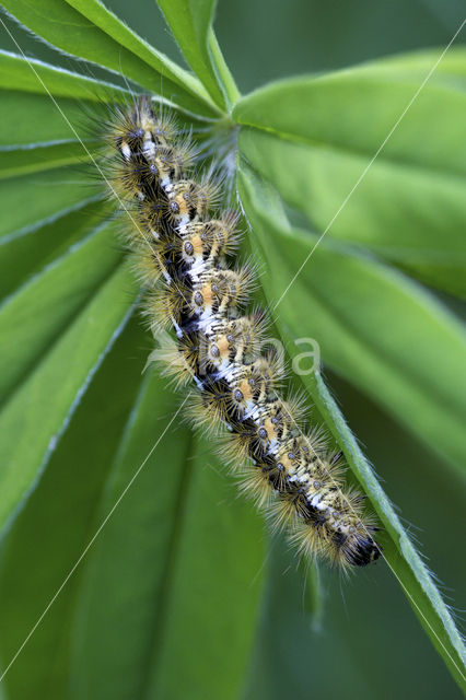 Purperbeer (Rhyparia purpurata)