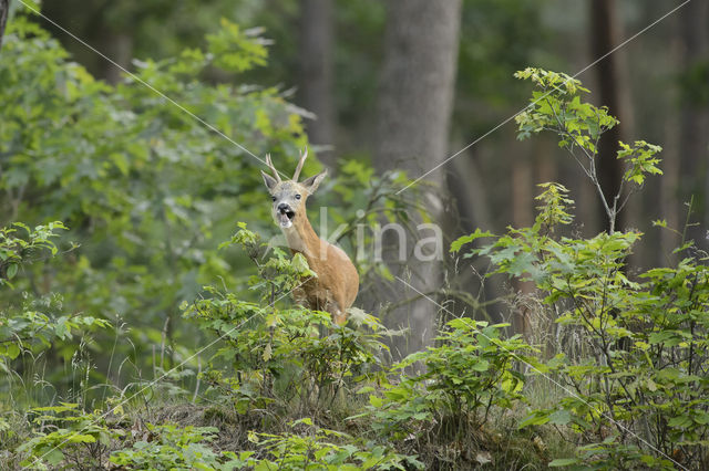 Ree (Capreolus capreolus)