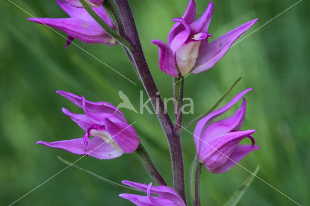 Rood bosvogeltje (Cephalanthera rubra)