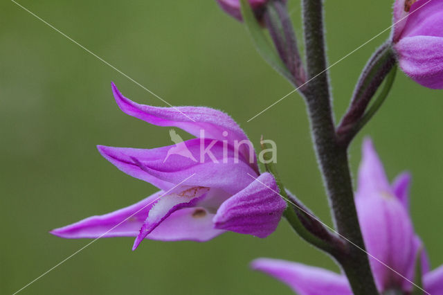 Red Helleborine (Cephalanthera rubra)