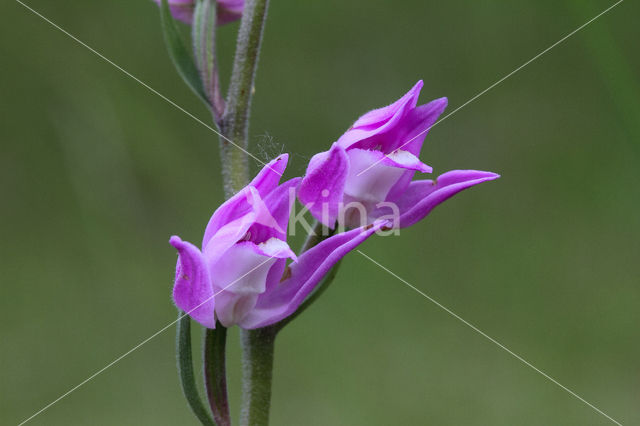 Rood bosvogeltje (Cephalanthera rubra)