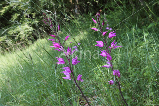 Rood bosvogeltje (Cephalanthera rubra)