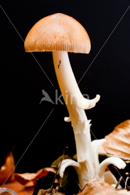 Roodbruine slanke amaniet (Amanita fulva)