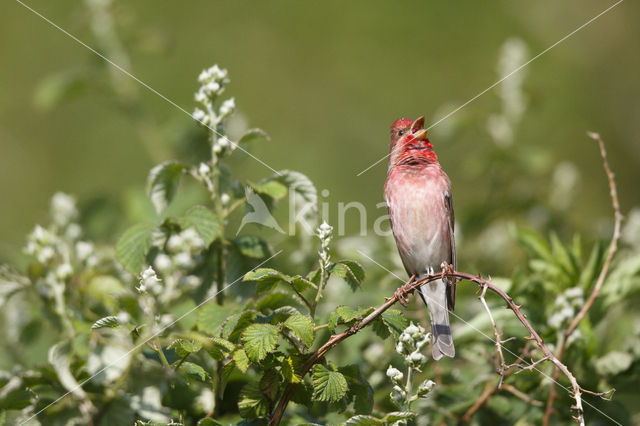 Roodmus (Carpodacus erythrinus)