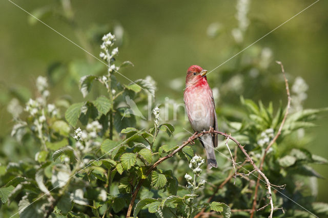 Common Rosefinch (Carpodacus erythrinus)