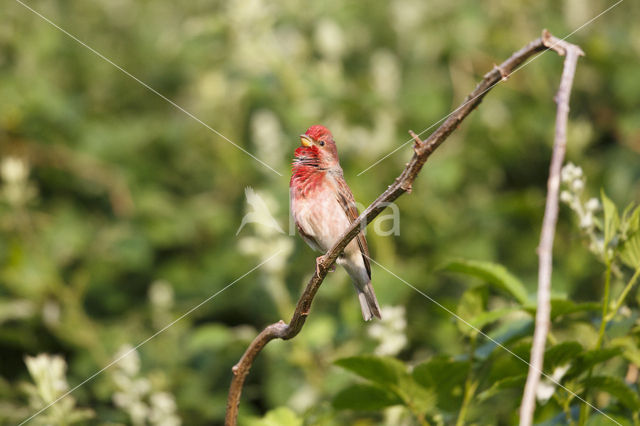 Roodmus (Carpodacus erythrinus)