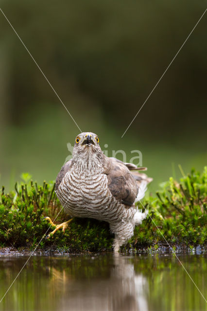 Sperwer (Accipiter nisus)