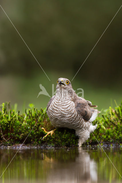 Sperwer (Accipiter nisus)