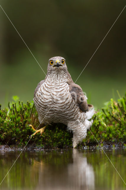 Sperwer (Accipiter nisus)