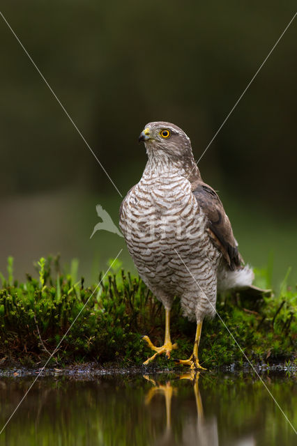 Sperwer (Accipiter nisus)