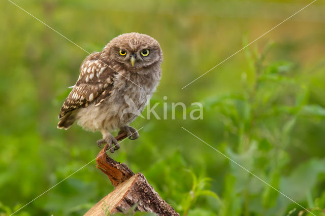 Steenuil (Athene noctua)