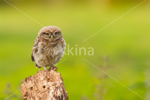 Steenuil (Athene noctua)