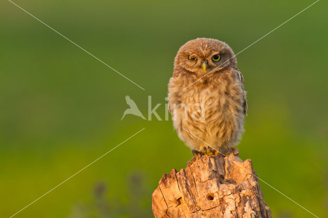 Steenuil (Athene noctua)