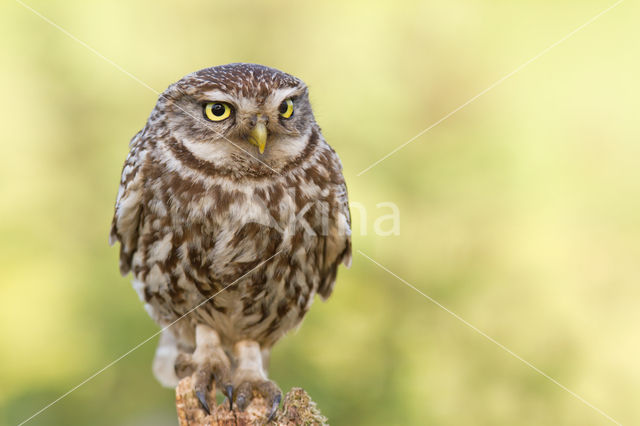 Steenuil (Athene noctua)