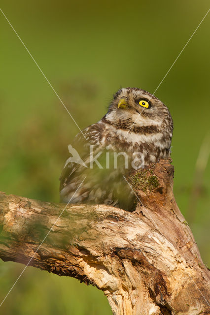 Steenuil (Athene noctua)