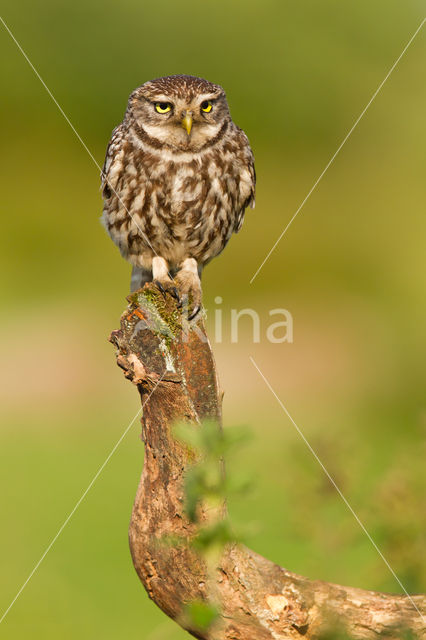 Steenuil (Athene noctua)