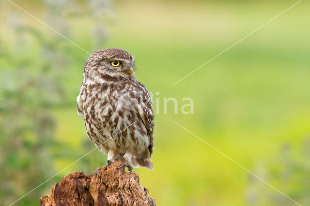 Steenuil (Athene noctua)