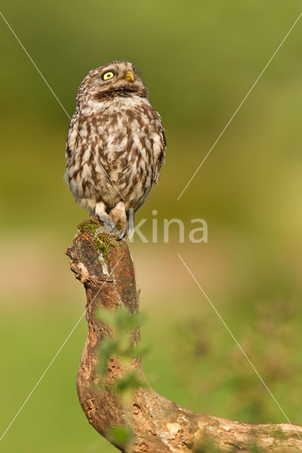 Steenuil (Athene noctua)