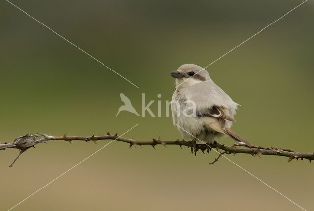 Steppeklapekster (Lanius pallidirostris)