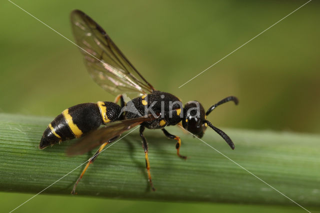 Symmorphus bifasciatus