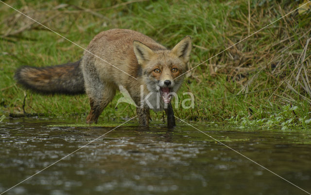 Vos (Vulpes vulpes)