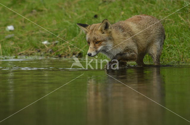 Vos (Vulpes vulpes)