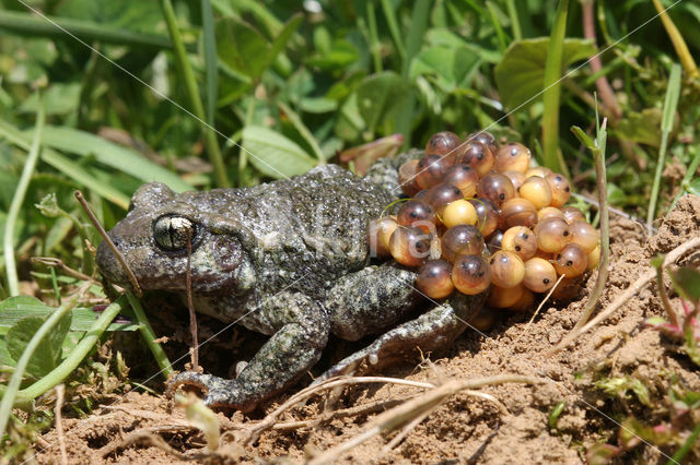 Vroedmeesterpad (Alytes obstetricans)