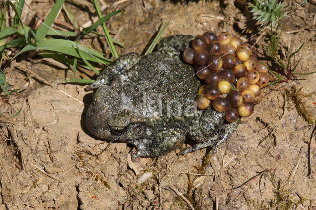 Vroedmeesterpad (Alytes obstetricans)